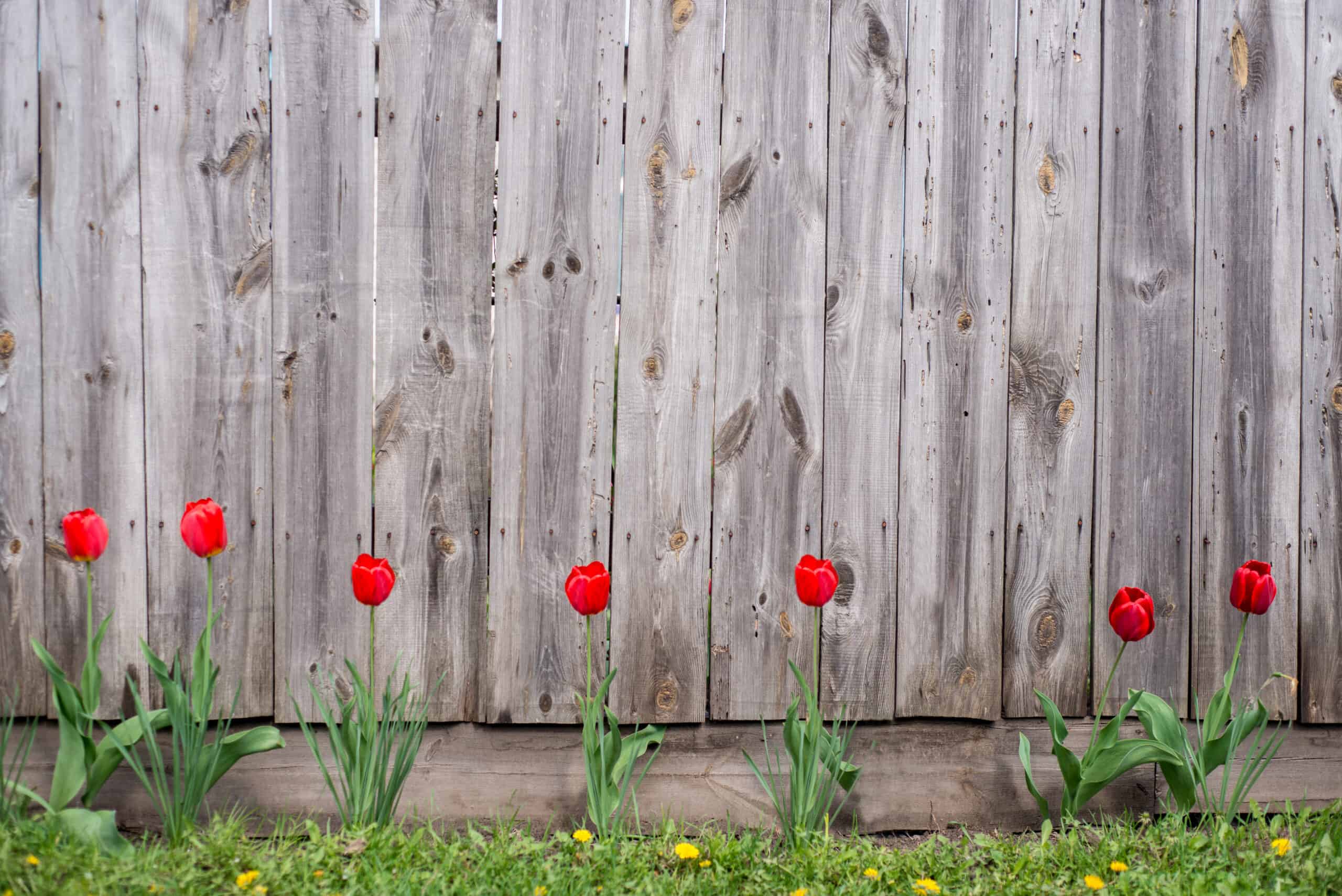 plastic fence vs wood fence